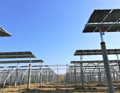 山東新泰20MWp全自動雙備份跟蹤器+雙面組件